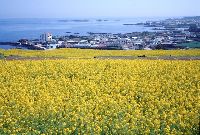 済州島の資料写真。［写真　Ｐｉｘａｂａｙ］