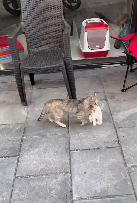 治療済みの子猫を口にくわえて帰る母猫。［病院のインスタグラム　キャプチャー］  ​