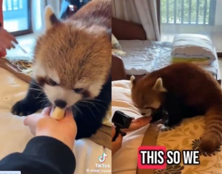 中国のあるホテルでモーニングコールサービスを行っているレッサーパンダ。［写真　ＳＮＳ］  ​