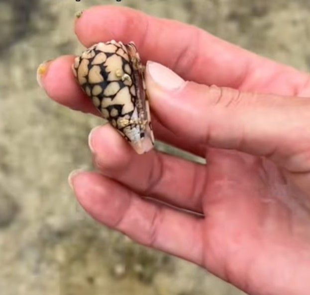 米国人インフルエンサーが沖縄浜辺で拾ったイモガイ。［Ｂｅｃｋｙｌｅｅ　Ｒａｗｌｓさんのティックトック　キャプチャー］