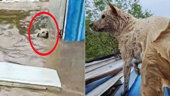 首輪でつながれたまま濁流の中でもがいていた犬。［オンラインコミュニティキャプチャー］