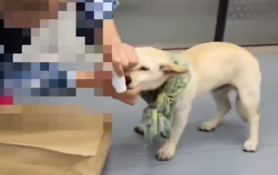   飼い犬の全身に湿布薬を塗っている男性［動物保護団体「ケア」のＳＮＳ　キャプチャー］