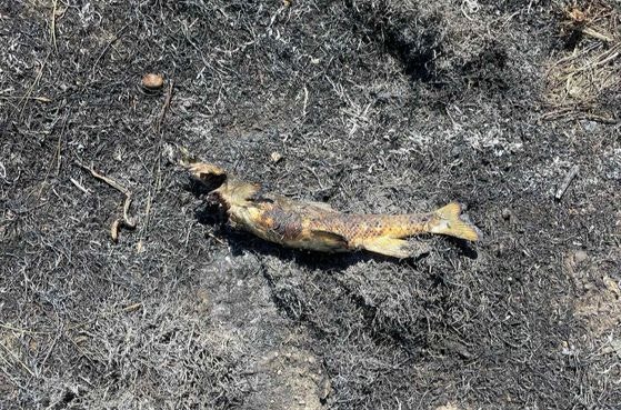 火事の現場で見つかった魚。［写真　ＡＦＰ＝聯合ニュース］