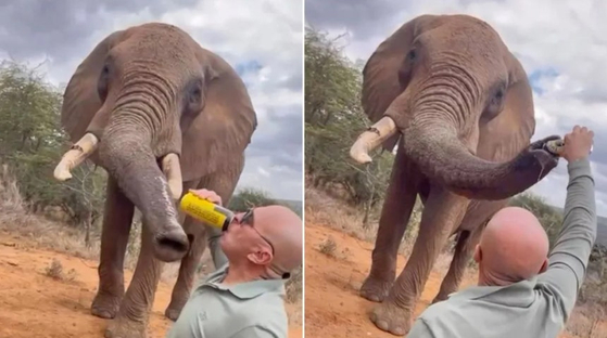 ケニアで観光客がゾウの鼻にビールを注ぐ姿［ＢＢＣ　キャプチャー］