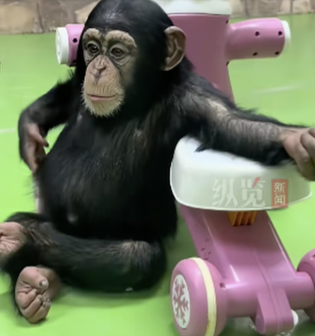 中国「上海野生動物園」のチンパンジー「ディンディン」 ［オンラインコミュニティ キャプチャー］
