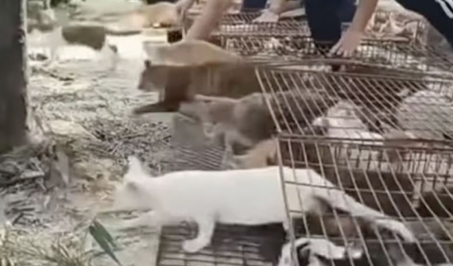中国広東省清遠市の瀛翠貯水池付近で、檻に閉じ込められていた猫たちが外に放たれている。［写真 SNS］
