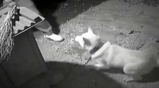 防犯カメラに映った、つながれた犬に暴力を加える男の姿。［JTBC『事件班長』　キャプチャー］