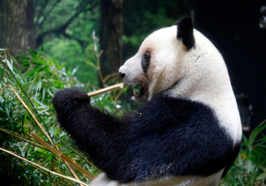 東京の上野動物園で、パンダのレイレイがタケノコを食べている。［EPA＝聯合ニュース］