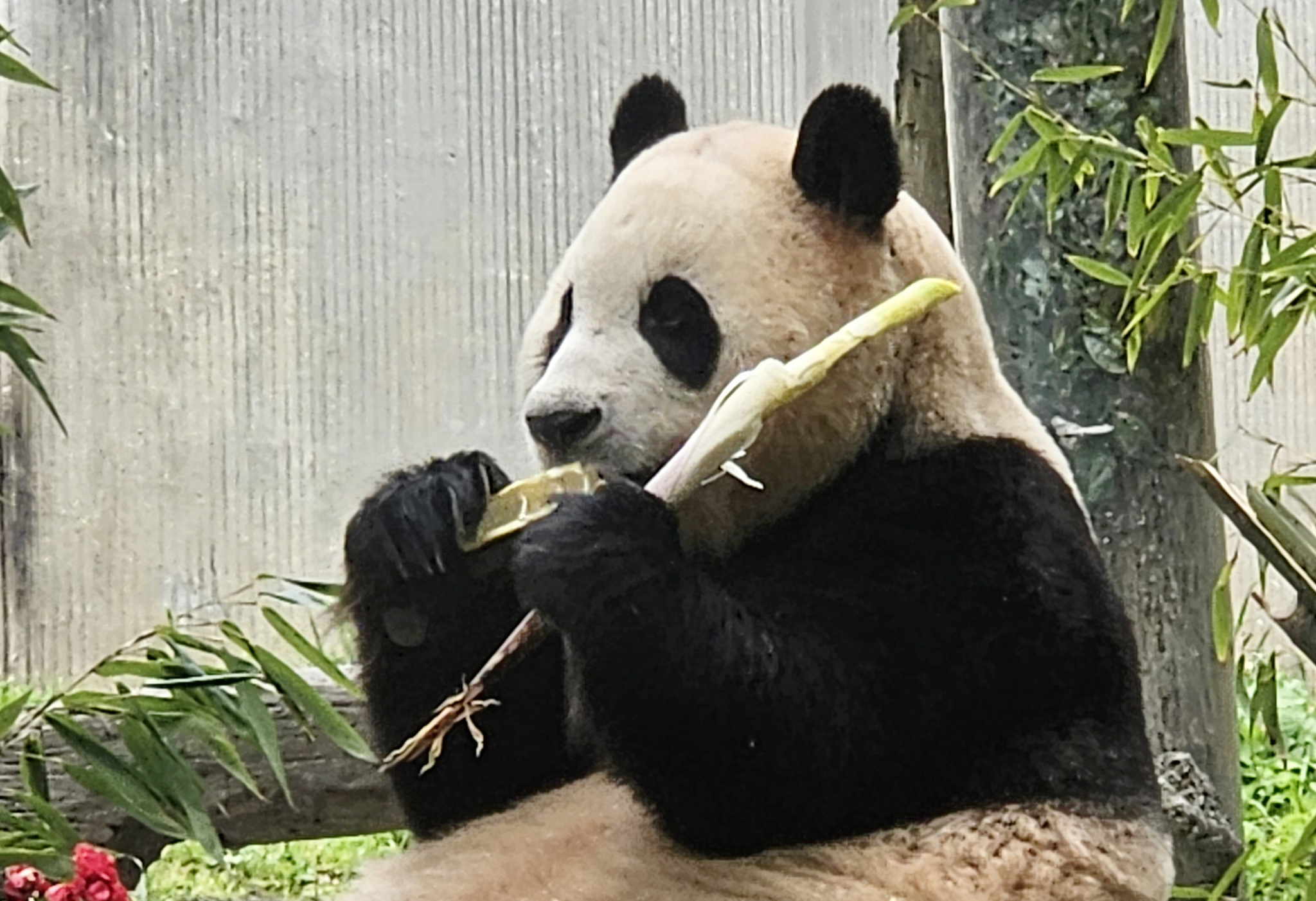韓国で生まれ、中国に返還されたパンダ「フーバオ（福宝）」。［写真 ニュース1］