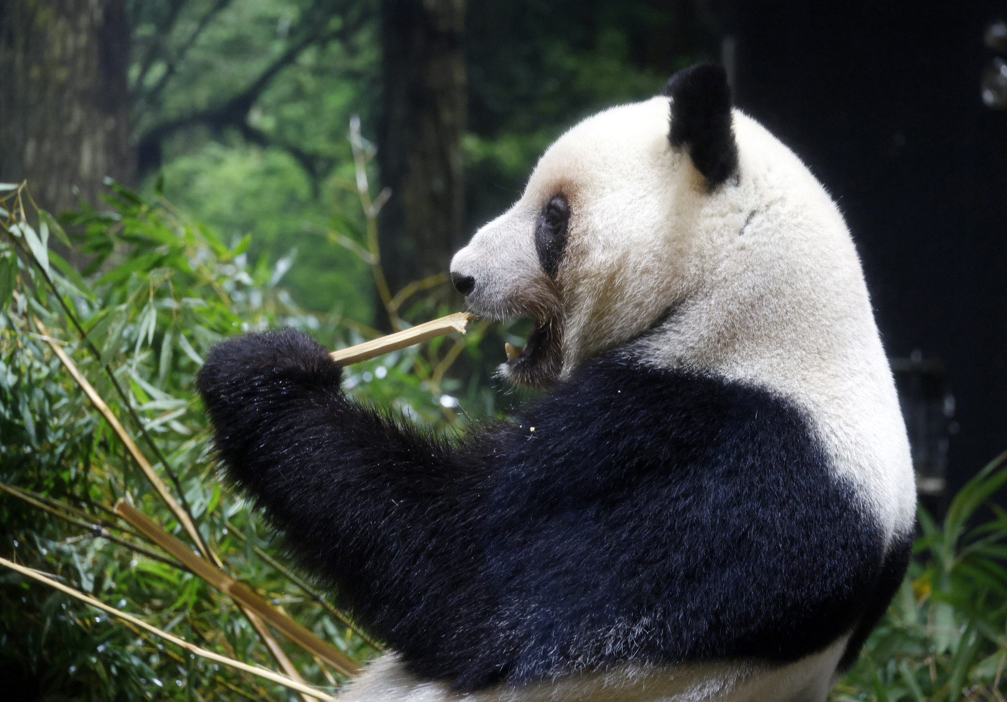 東京・上野動物園でパンダのレイレイ（蕾蕾）」タケノコを食べている。EPA＝聯合ニュース