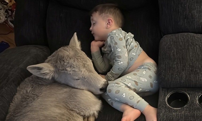 生まれたばかりの子牛が子どもと一緒に眠る様子。［AP＝聯合ニュース］