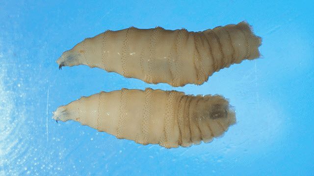 新世界ラセンウジバエ（New World Screwworm、NWS）の幼虫。［写真　米疾病対策センター（CDC）］