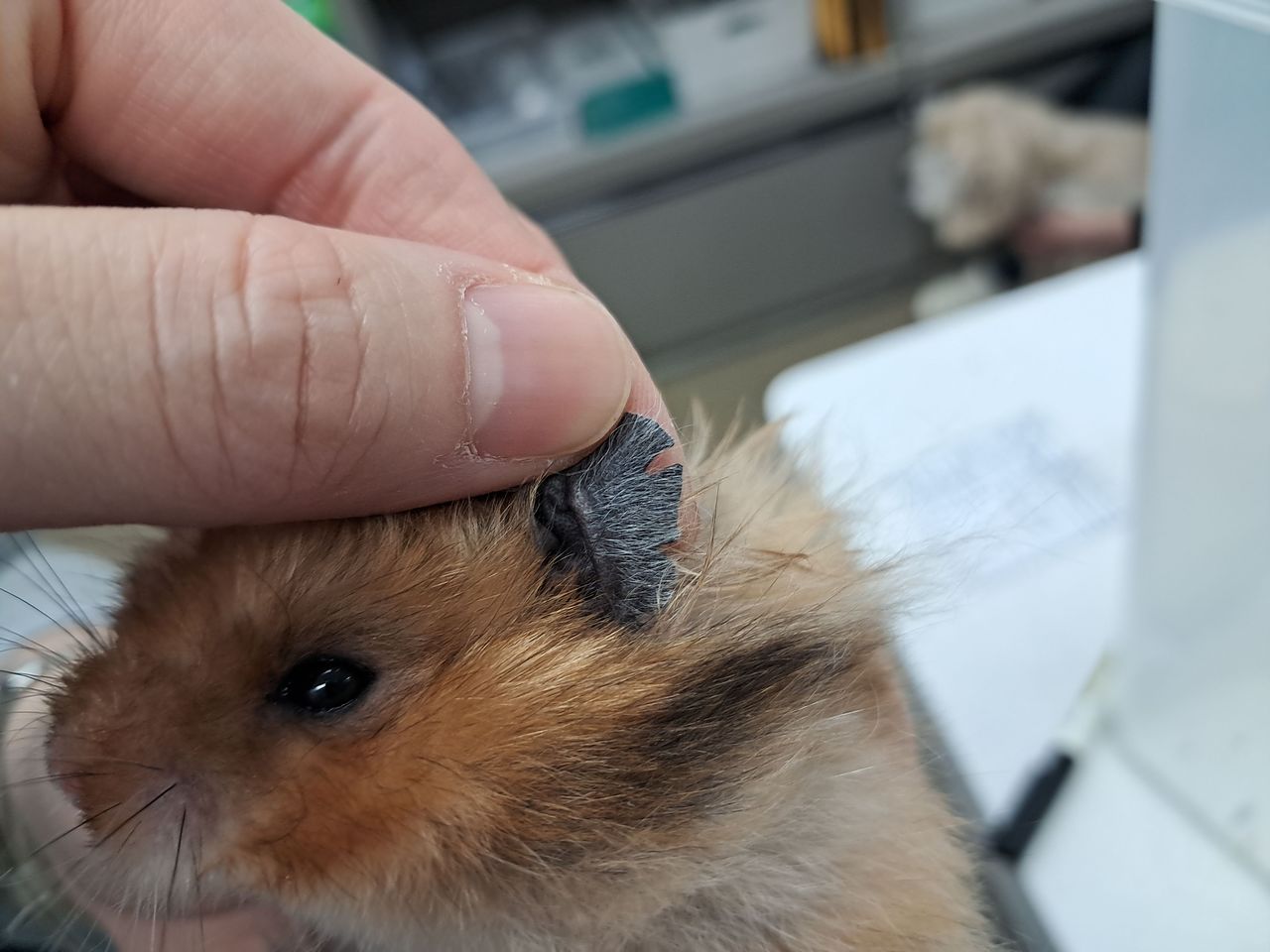   飼い主Aの虐待により耳が裂けたハムスター。［写真 動物自由連帯］