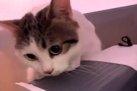  手術を控えた高齢者が現金と共に置いていった猫「ライバオ」 ［写真 sns］