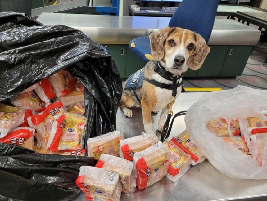 ミネアポルリス空港でサンドイッチ100個を発見した探知犬のビーグル ［写真 米税関・国境取締局］