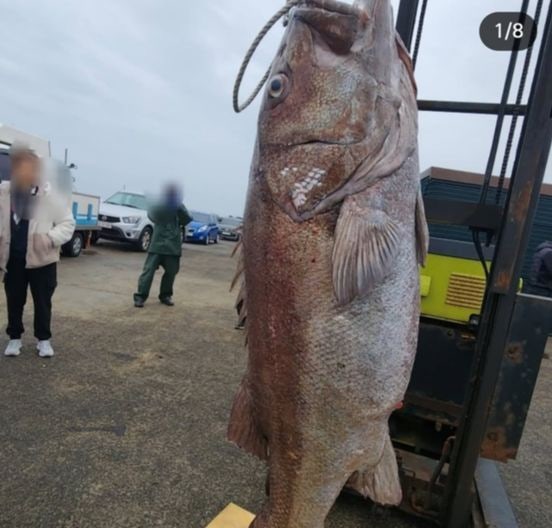  済州市牛島と旧左邑杏源里の間の海域で捕獲された大型のイシナギ［読者提供］