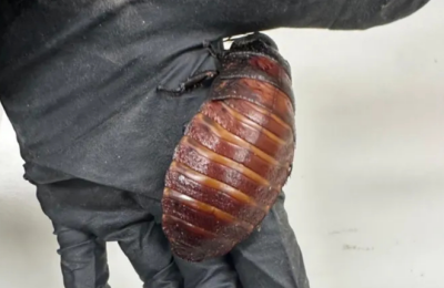   マダガスカルゴキブリ ［写真 豪オーストラリア気候変動・エネルギー・環境・水資源省］