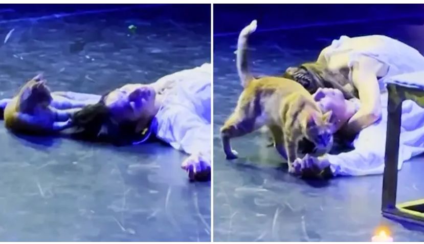  舞台に乱入した猫とダンサーたちの姿。［インスタグラム キャプチャー］