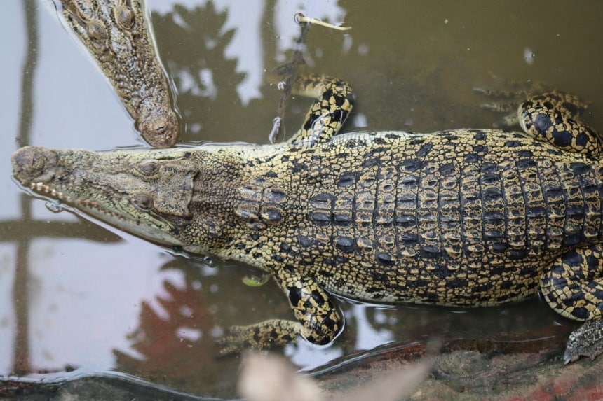 ワニ展示施設への転落事故が発生した英国ケンブリッジシャー州オールドハーストの動物園で、囲いの中にいるワニたち。ロイター＝聯合ニュース