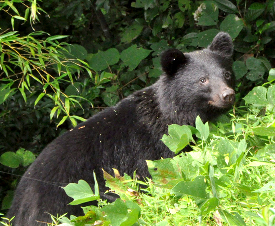 野生のクマの資料写真。［聯合ニュース］