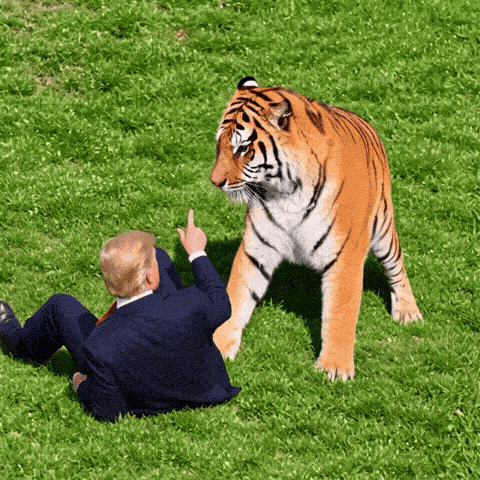  トラに襲われて死亡した男性の映像を利用して制作されたトランプ大統領のAI映像 ［映像sns］
