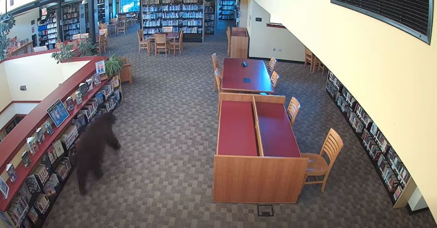  米カリフォルニア州モノ郡の図書館に現れたクマ。［フェイスブック キャプチャー］