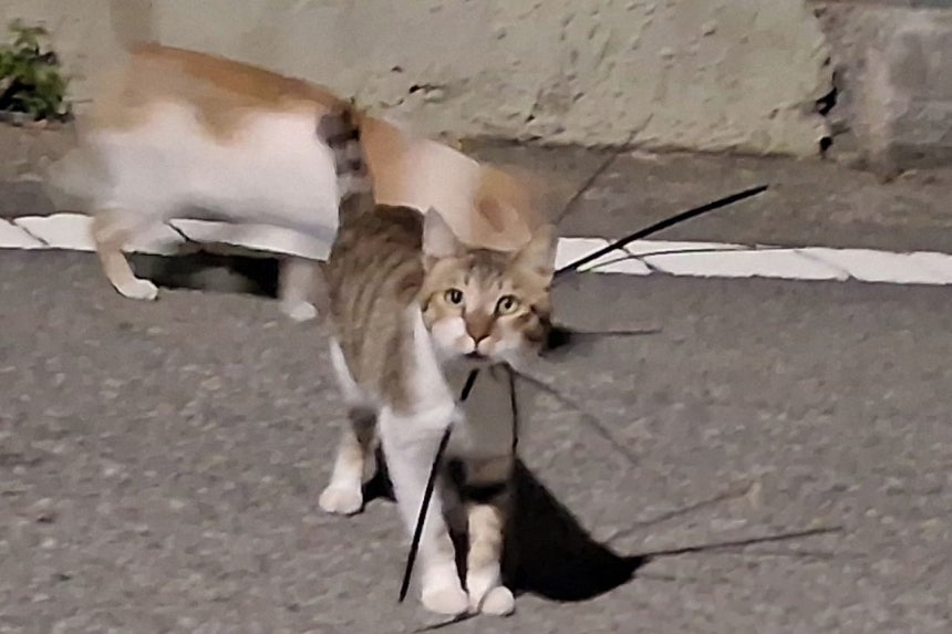 結束バンドで首を絞められた状態で発見された野良猫。［写真 全国野良猫保護団体連合］