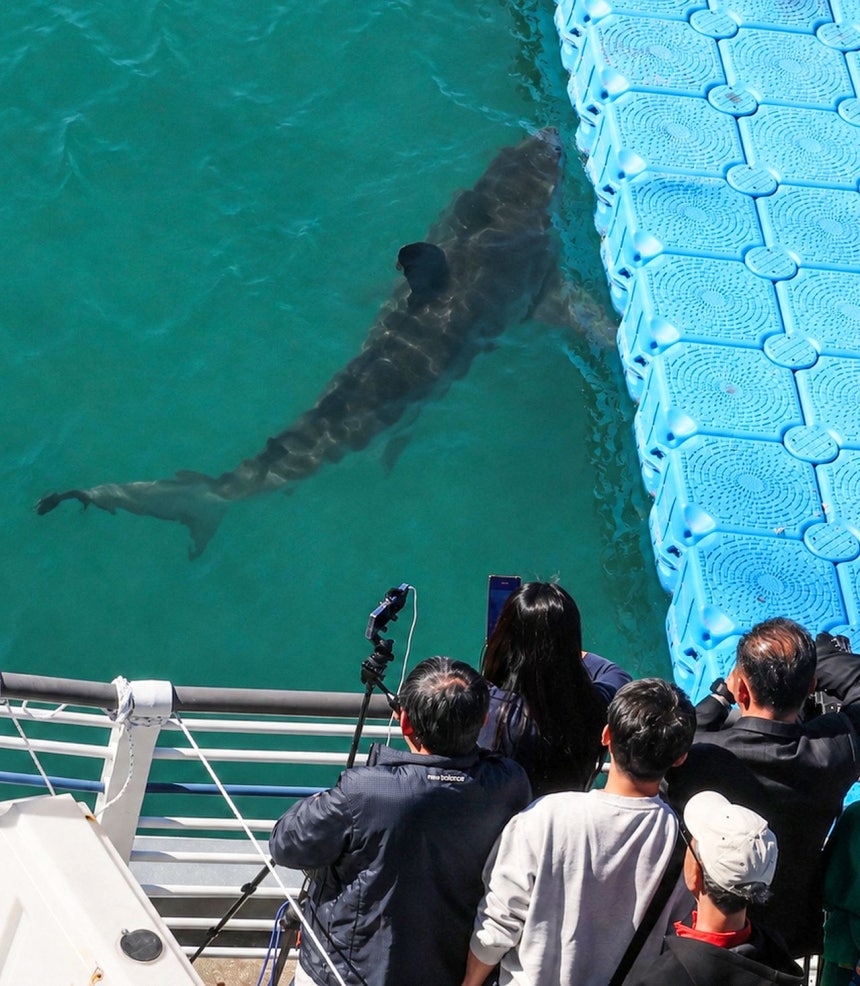 韓国・釜山（プサン）北港親水公園の人工水路に1カ月以上とどまり、前日の誘導作業で水路の外に出たサメ「プカンイ」が、夜の間に戻ってきた。当局は当面、自力で水路を出るかどうか見守る方針だ。ソン・ボングン客員記者