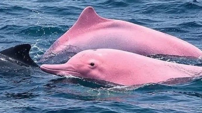 ピンク色のイルカが泳ぐ姿 ［写真 sns］