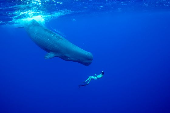 ザトウクジラの写真で知られる世界的な水中写真家チャン・ナムウォン氏が2024年4月4日（現地時間）、マダガスカル共和国から東に900キロ離れたモーリシャス近海で撮影したマッコウクジラ。［水中写真家チャン・ナムウォン氏］