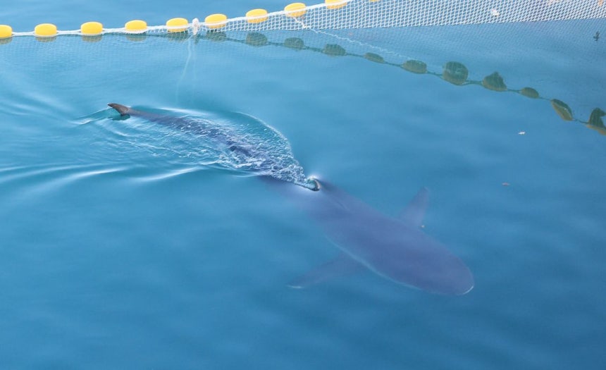 22日に発見されたプカンイの姿。［聯合ニュース］